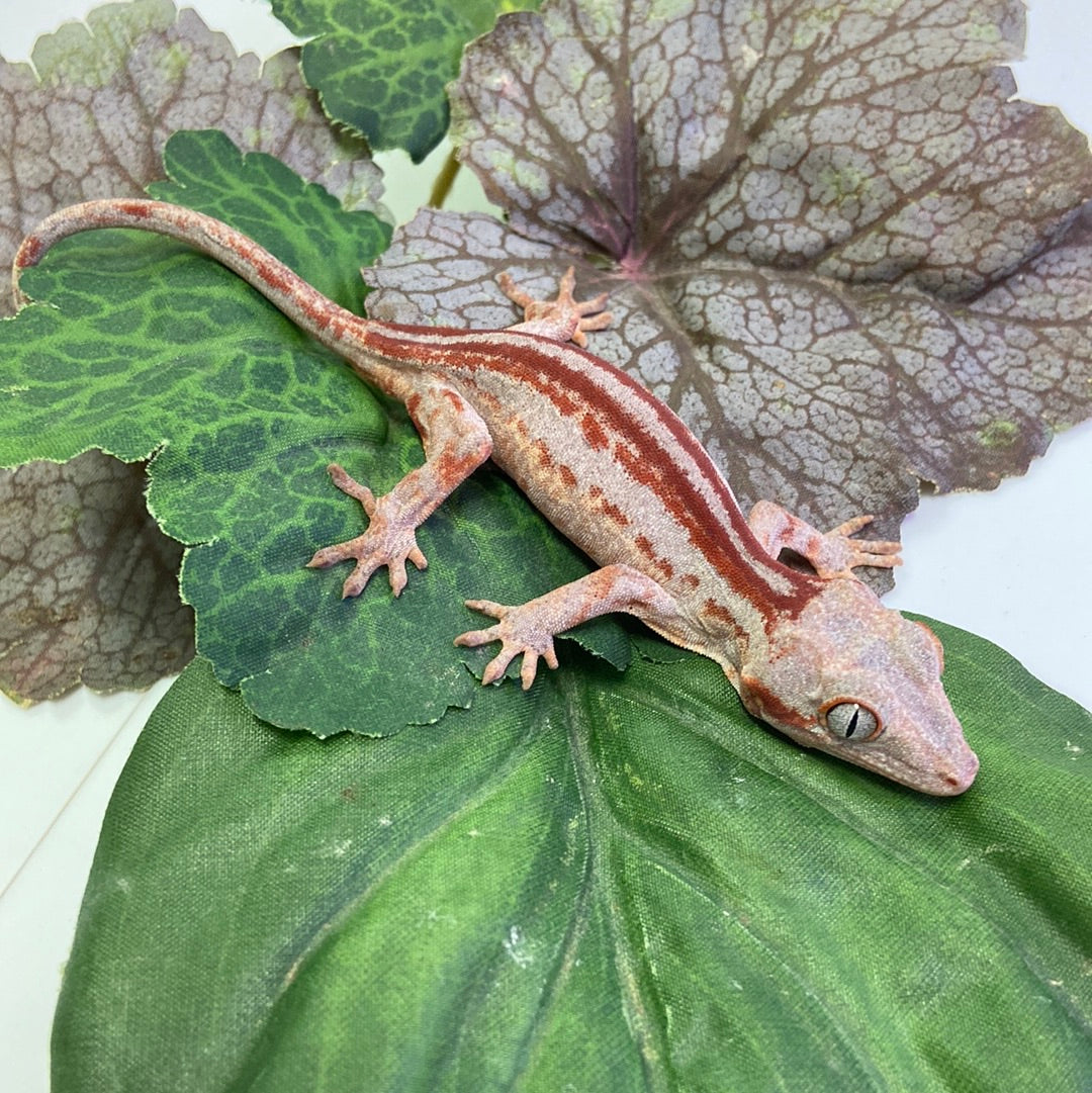 Red Stripe Gargoyle Gecko- Prob Female #RBM01