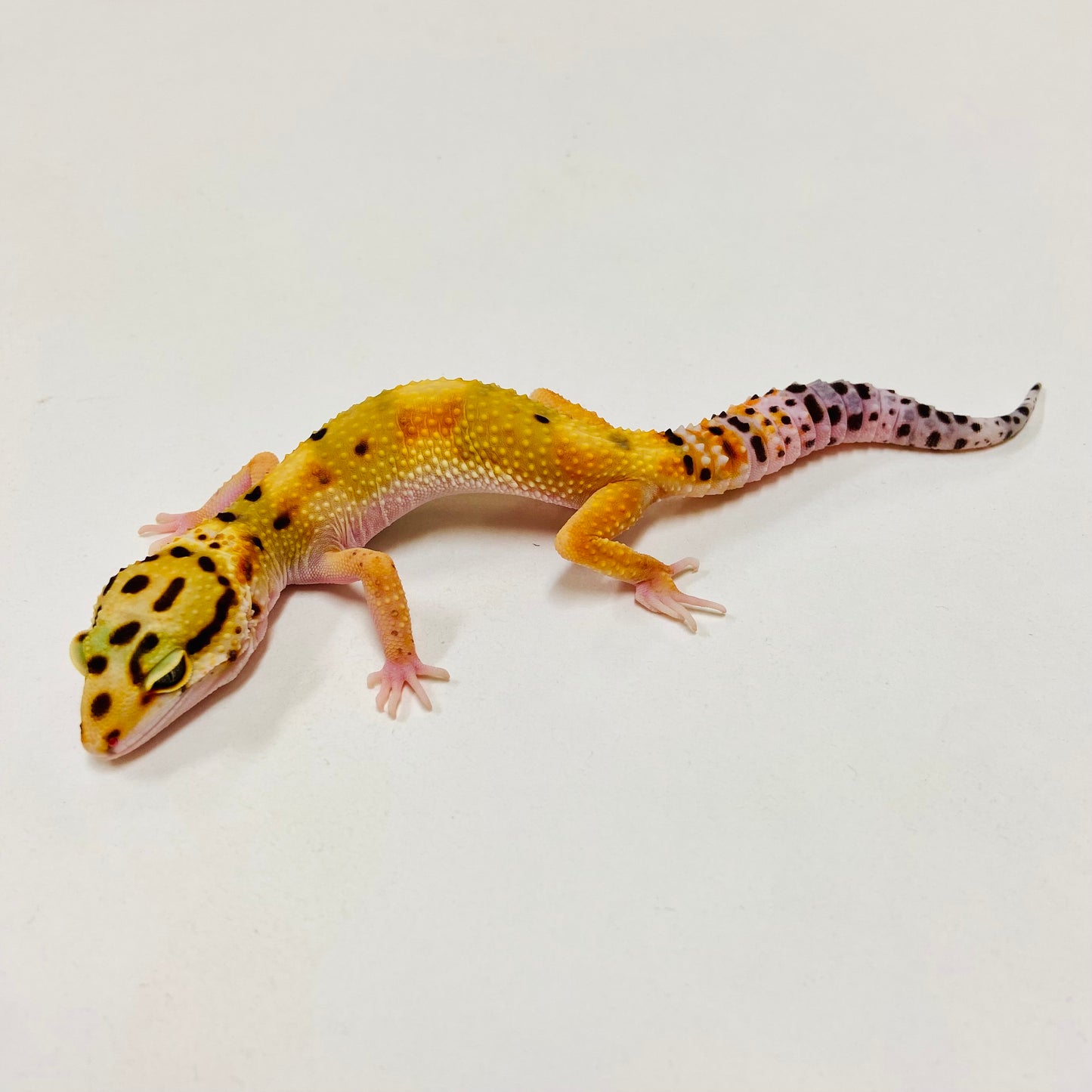 Bandit Citrine Leopard Gecko Female F-C9-72423-1