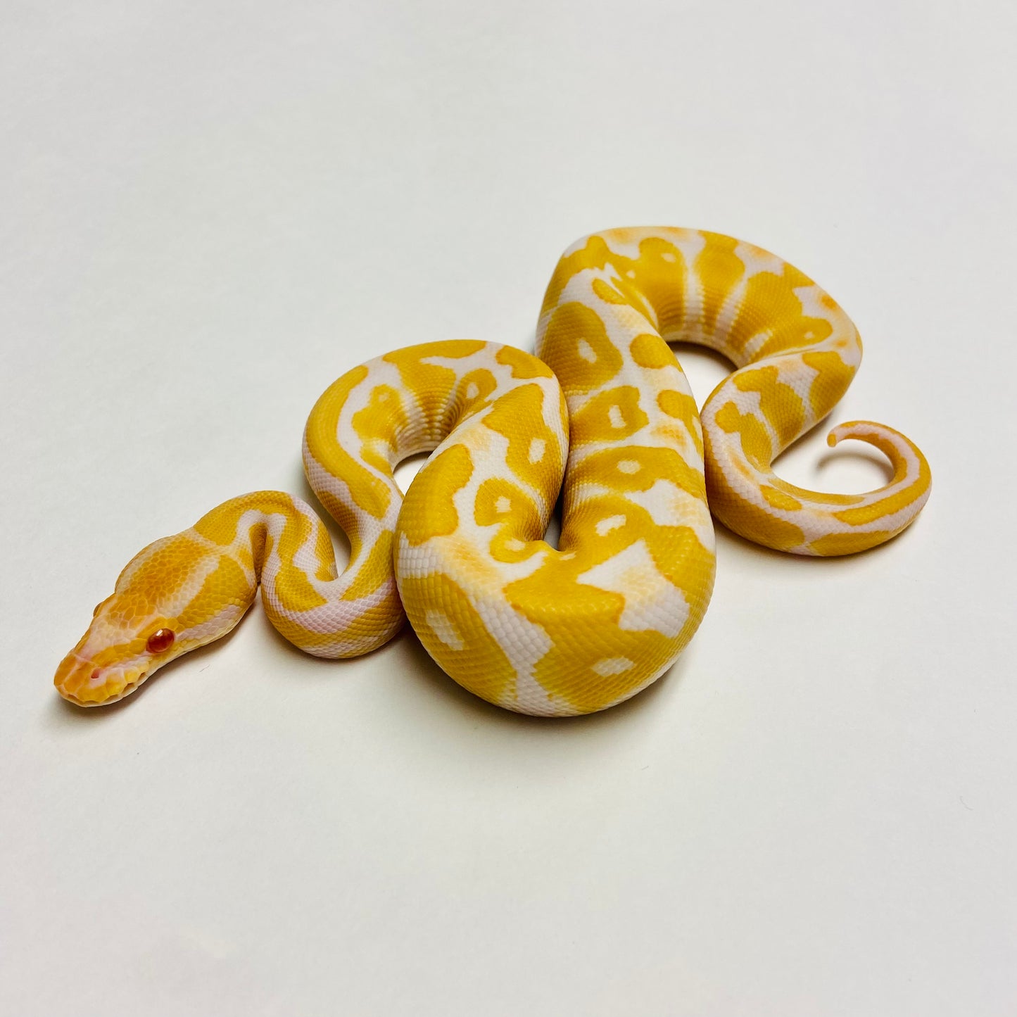 Albino Het Clown Ball Python- Male #2023M01