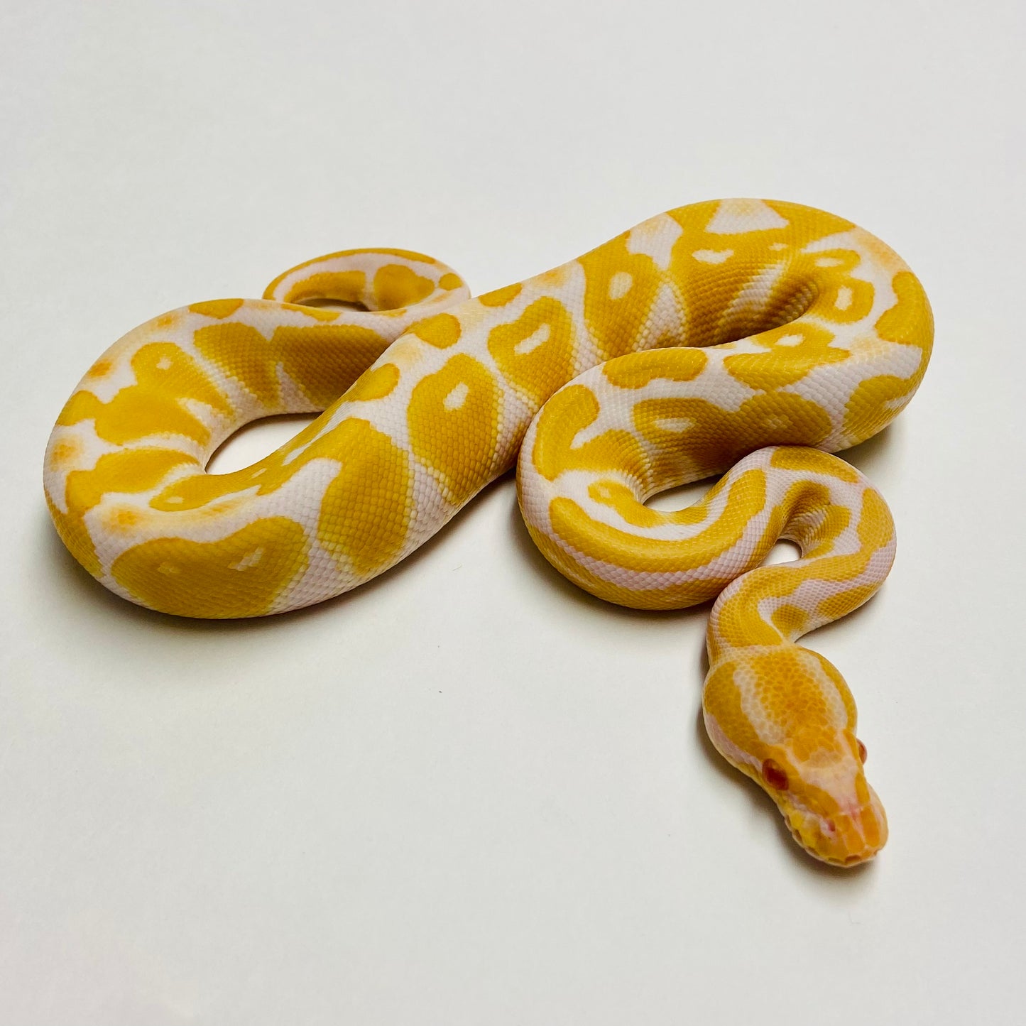 Albino Het Clown Ball Python- Male #2023M01