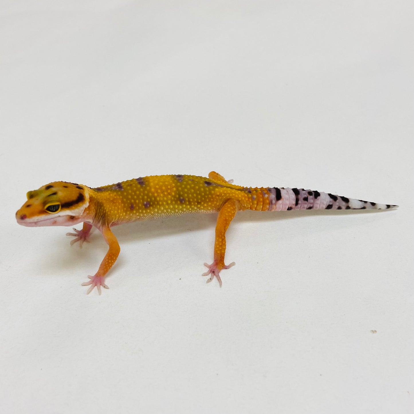Bandit Hypo Tangerine Carrot Tail Leopard Gecko- Male #D-B1-61723-1