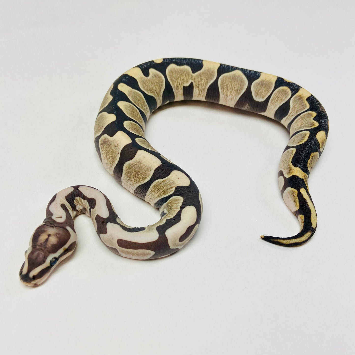 Scaleless Ball Python- Female #2023F01