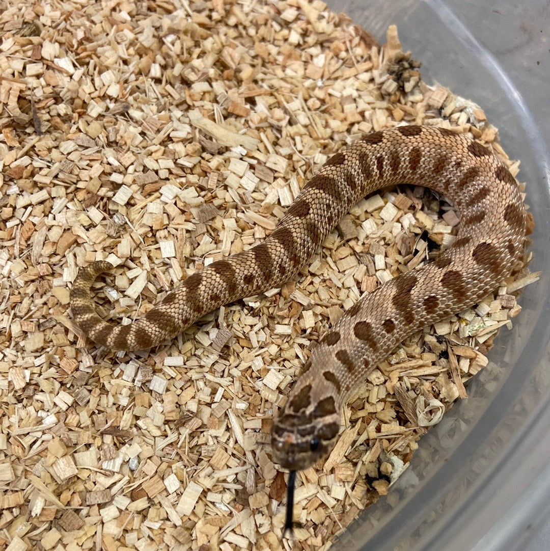 Anaconda Het Albino Pos Het Snow Western Hognose #2023M03