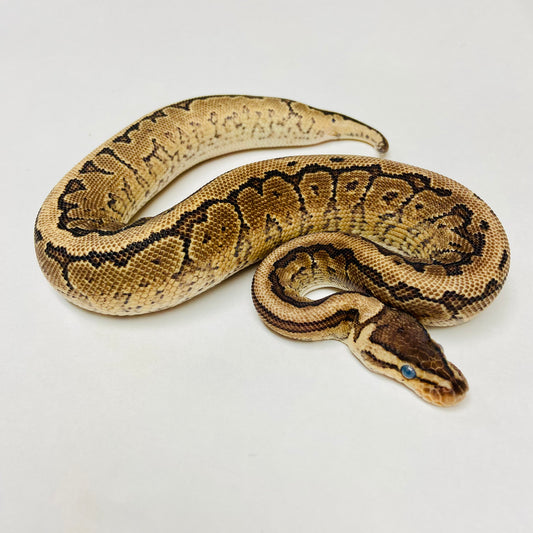 Pinstripe Yellowbelly Ball Python- Male #2023M05