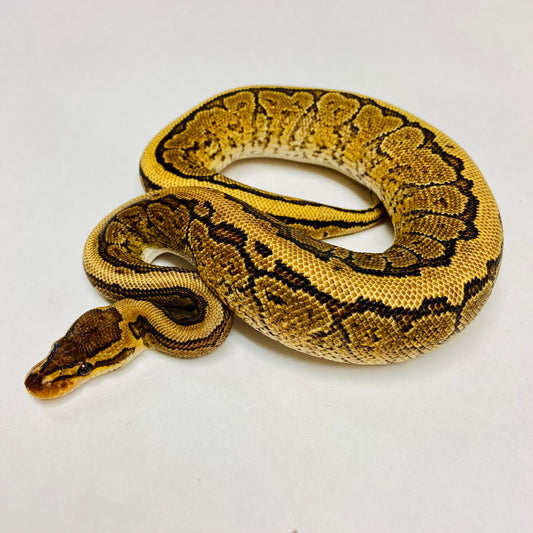 Pinstripe Yellowbelly Ball Python- Male #2023M06