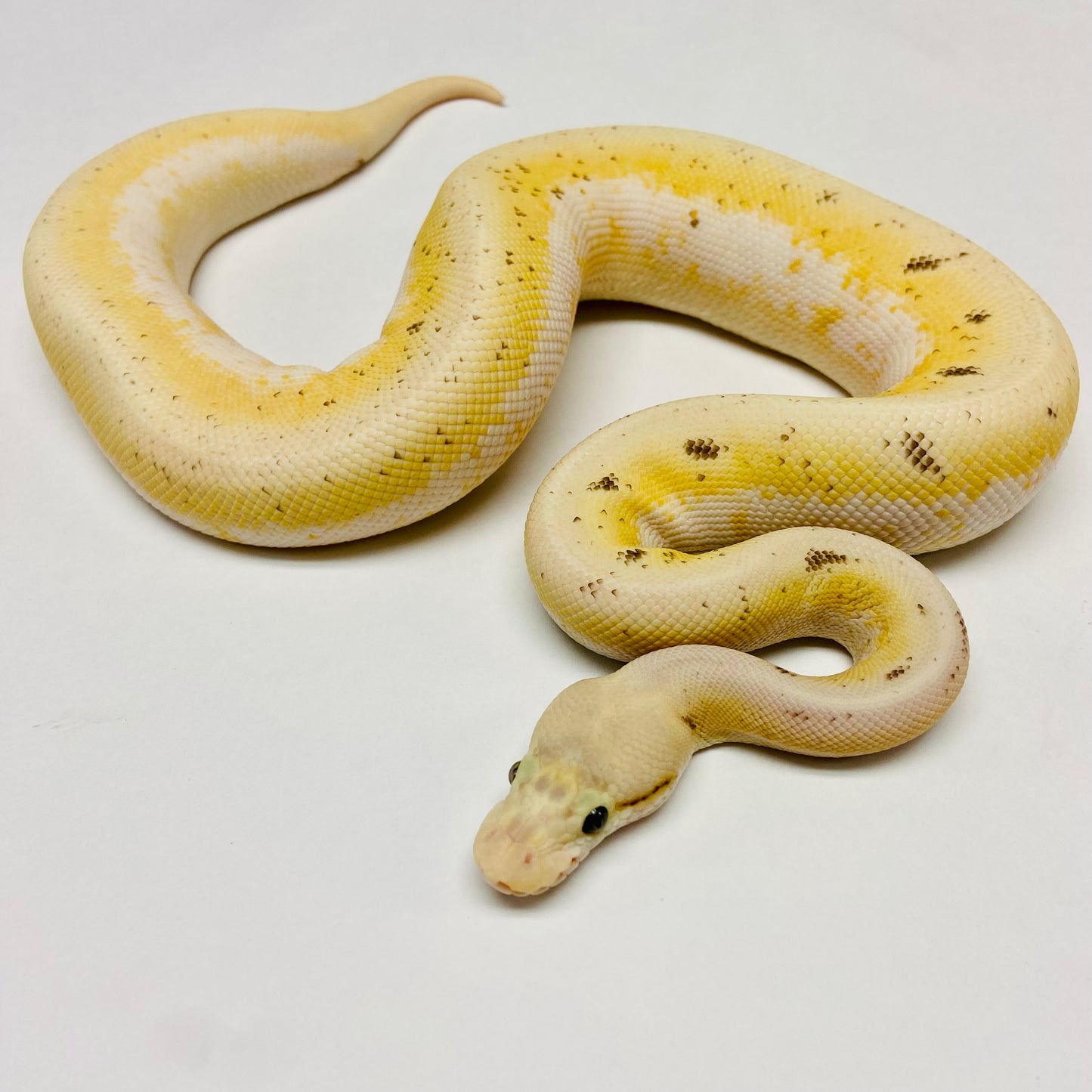 Fire Spinnerblast Super Orange Dream Ball Python- Male #2022M01