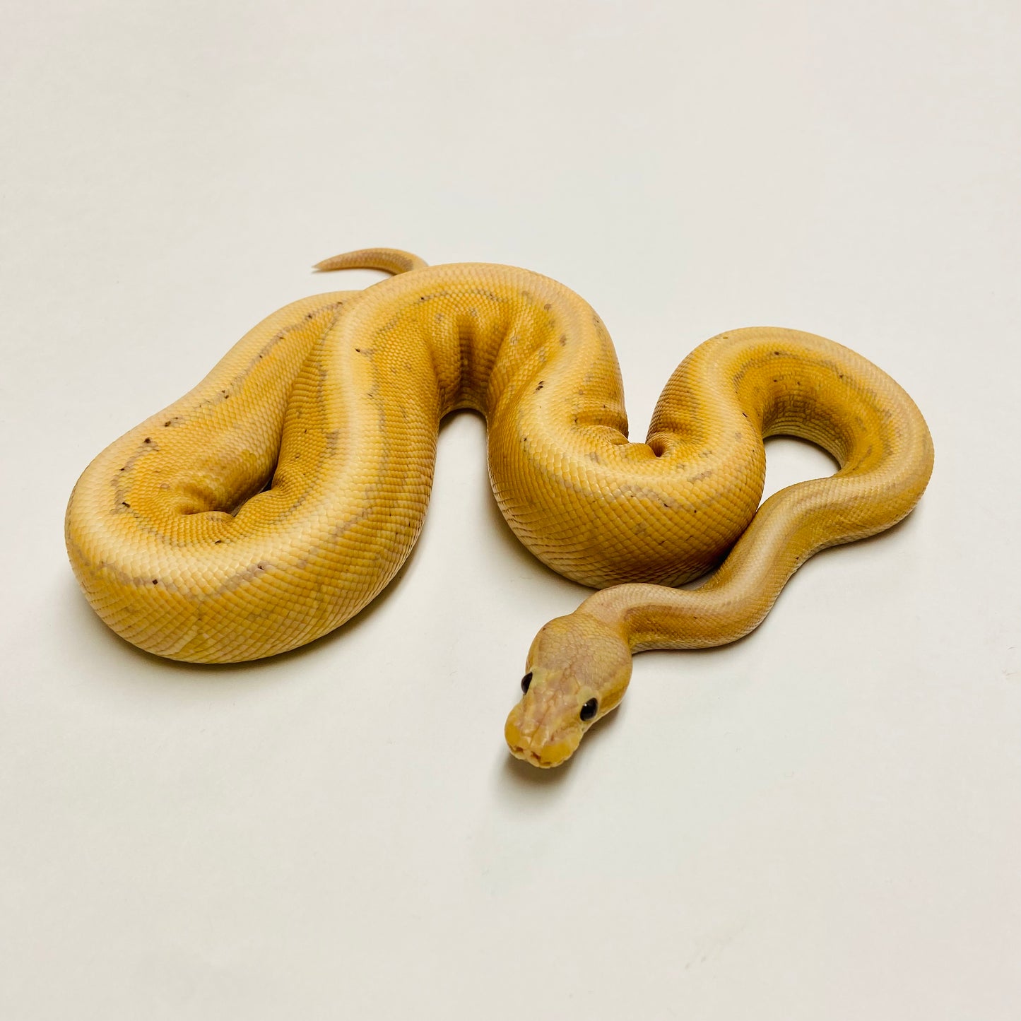 Banana Enchi Cinnamon Pinstripe Ball Python Male #2022M02