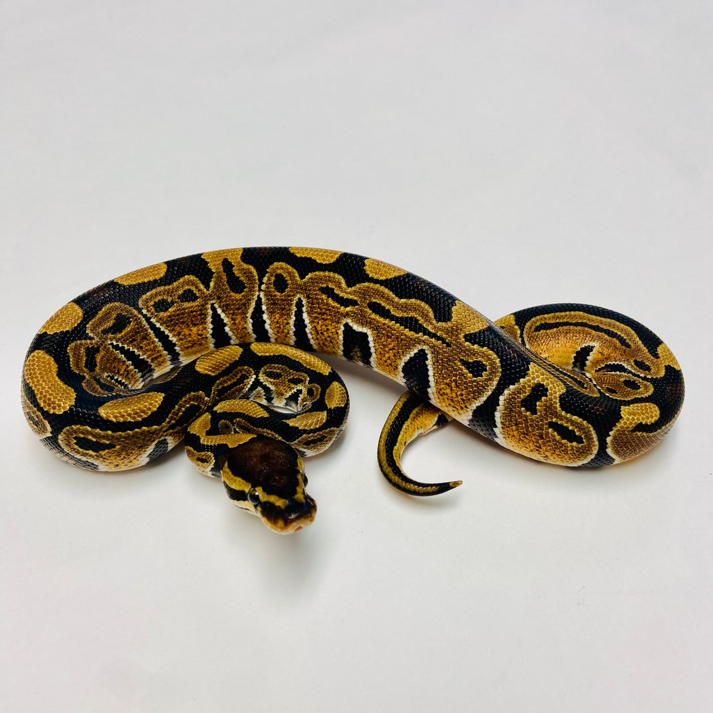 Dbl Het Albino Clown Ball Python- Male #2023M03