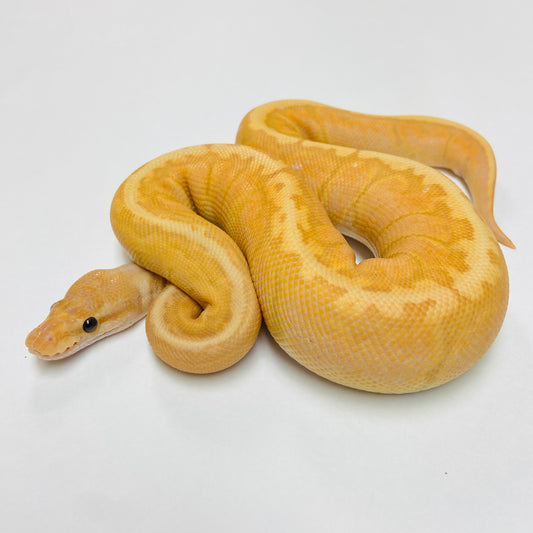 Banana Jigsaw Ball Python- Male #2023M02