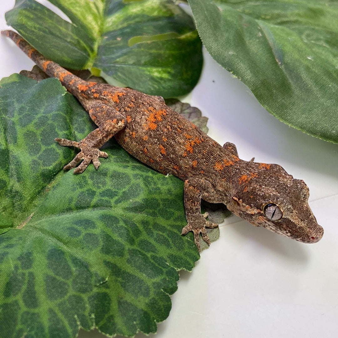 Orange Super Blotched Reticulated Gargoyle Gecko- Pos Female #LS231