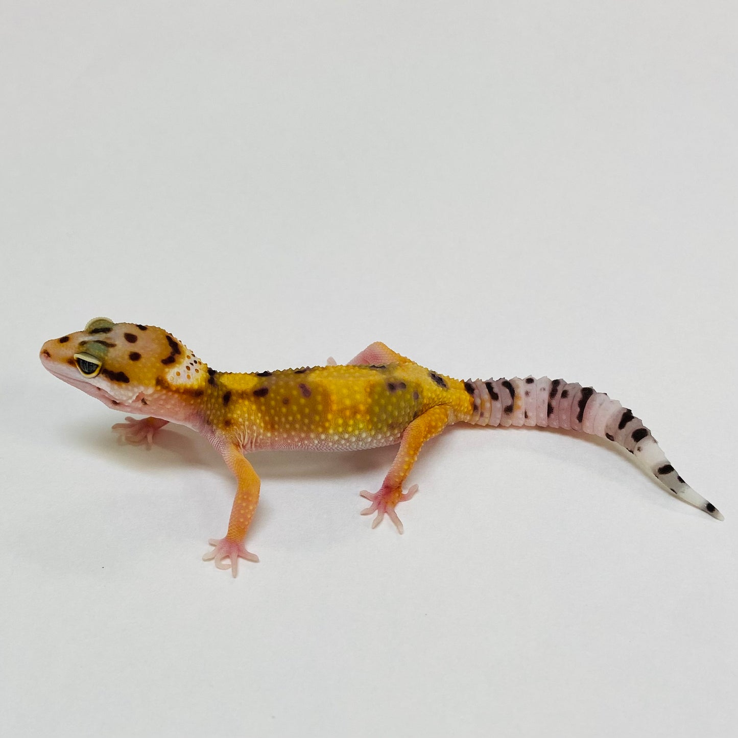 Citrine Leopard Gecko- Pos Female #D-C9-60723-1