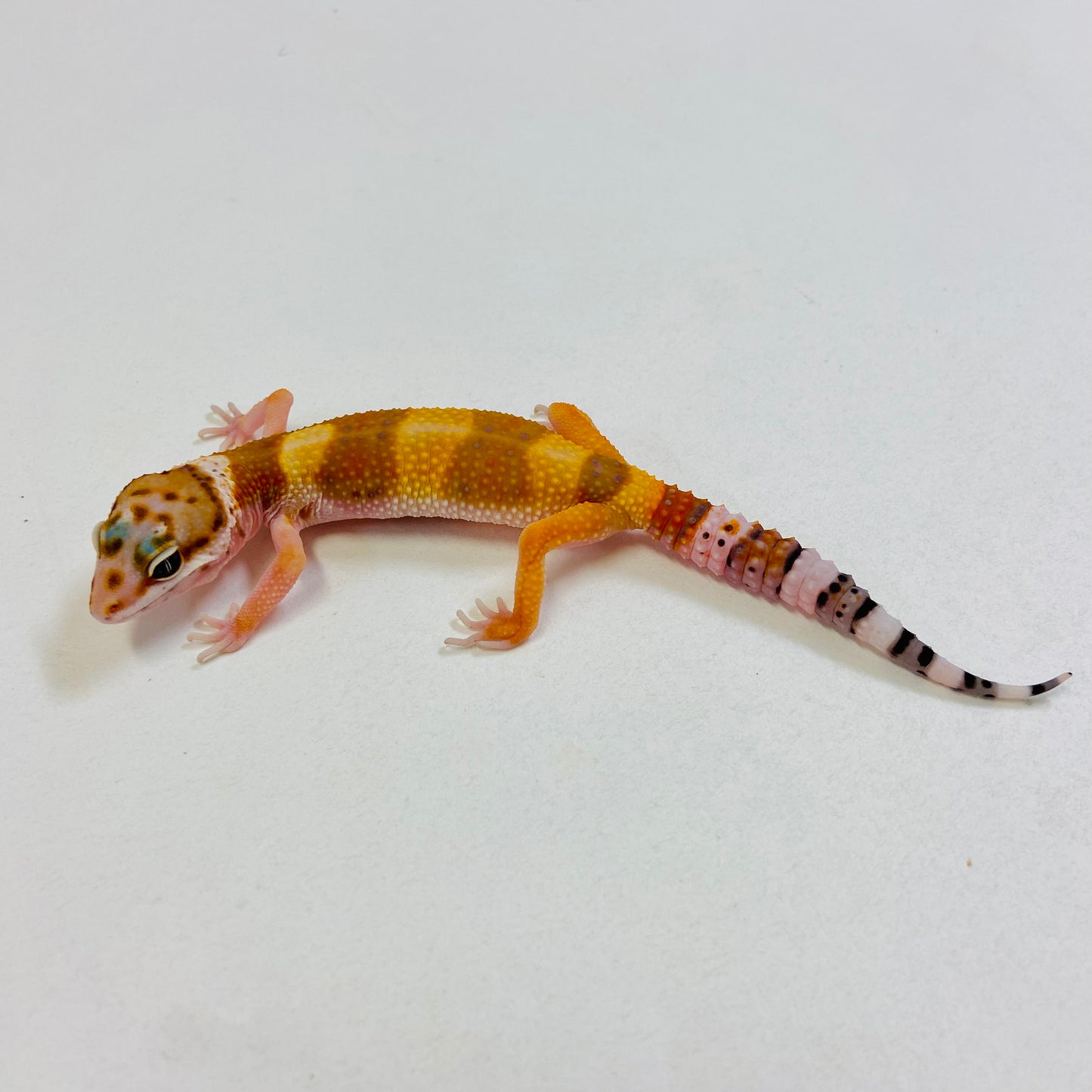 Tangerine Leopard Gecko Female #B-B2-52223-1