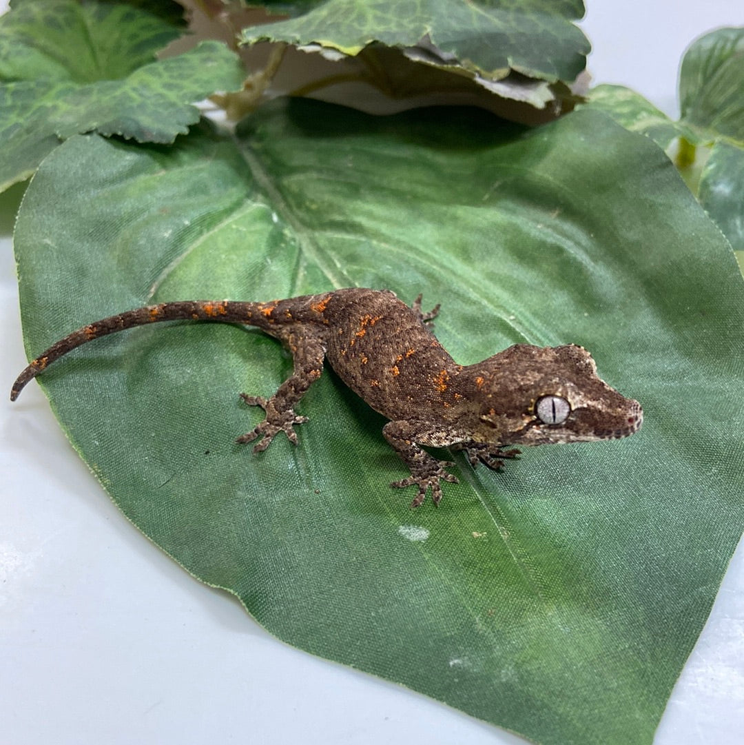 Banded Orange Blotched Reticulated Gargoyle Gecko 2024 Male SL302