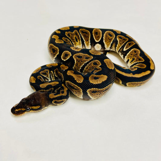Mahogany Ball Python- Female #2023F02