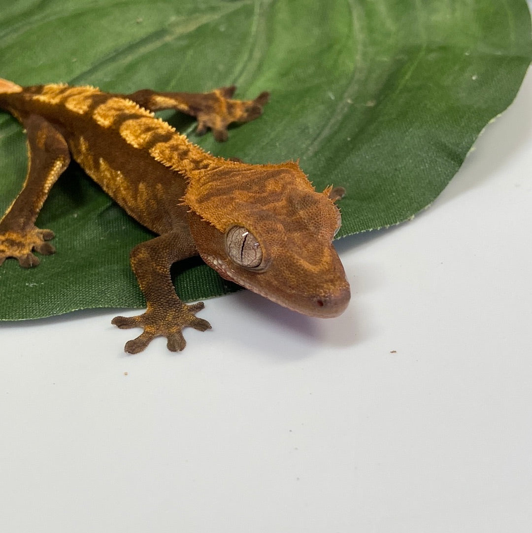Harlequin Crested Gecko #CGG205