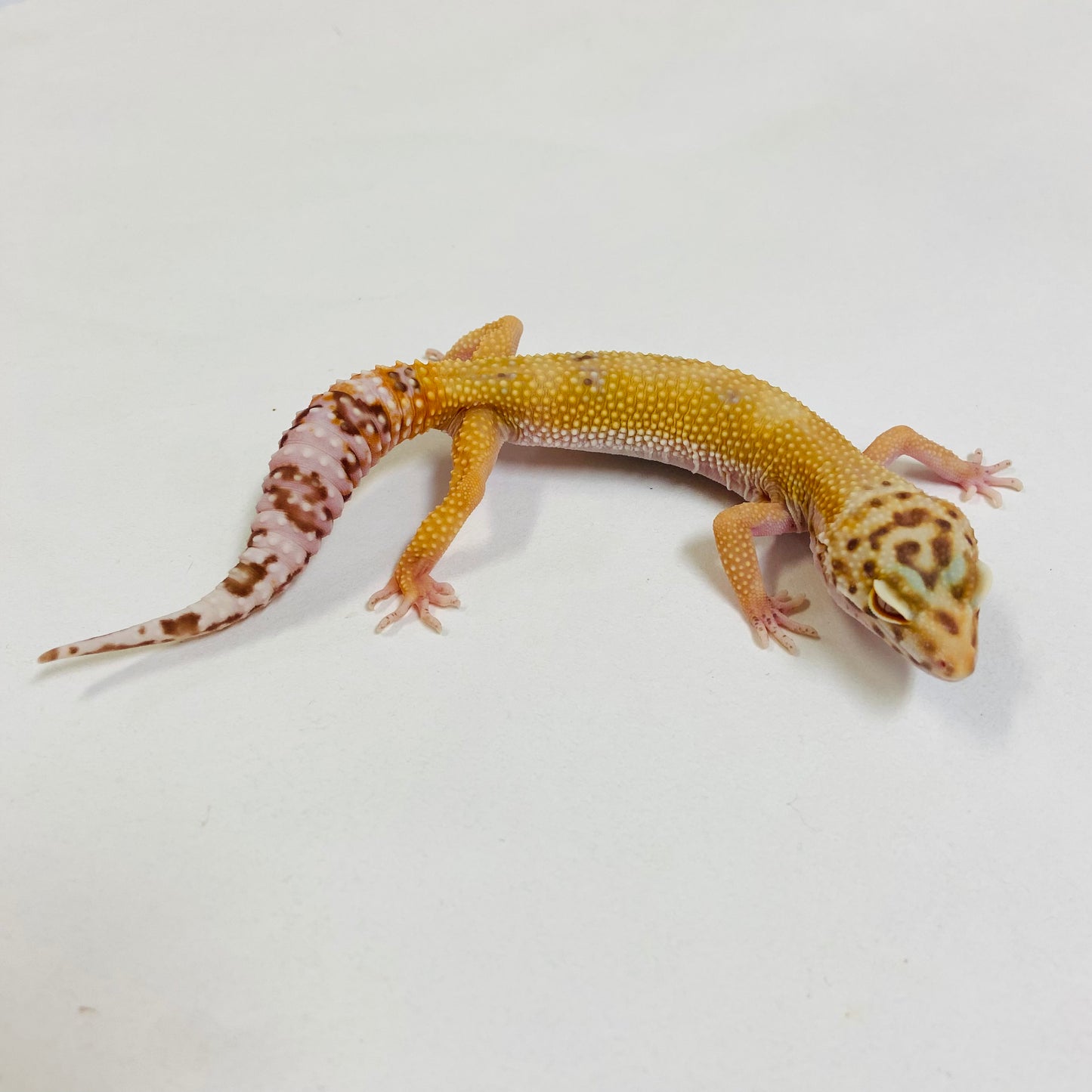 Sunglow Albino Bell Pos Het Eclipse Leopard Gecko- Female #D-A2-80822-1