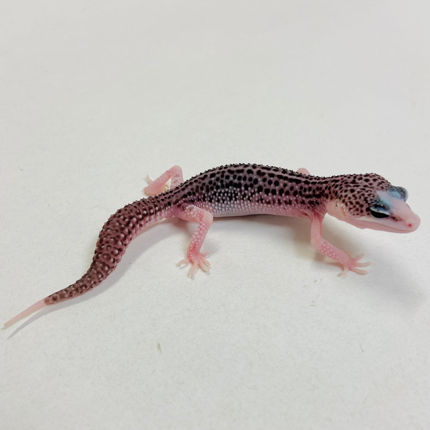 Pied Galaxy Pos Het Tremper Leopard Gecko- Pos Male #C-C7-53123-1