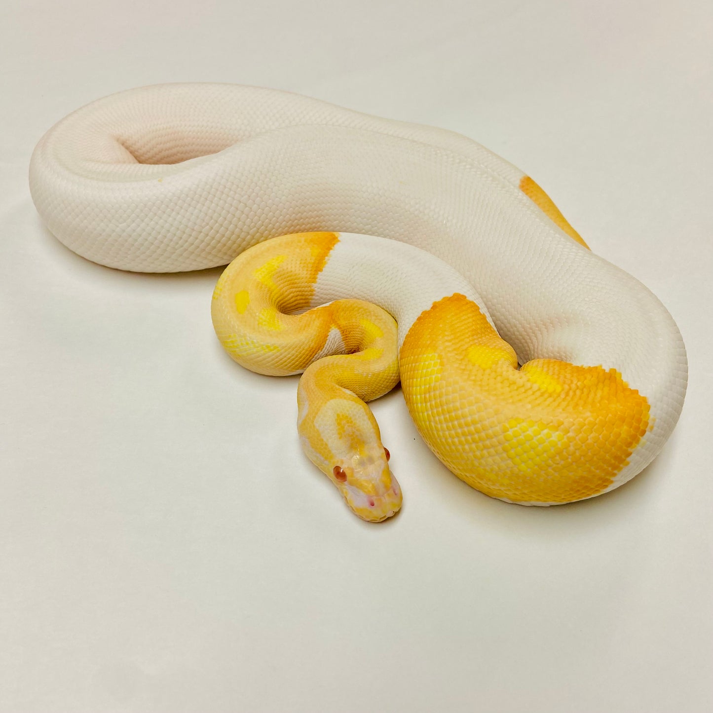 Albino Pied Ball Python- Male #2021M08