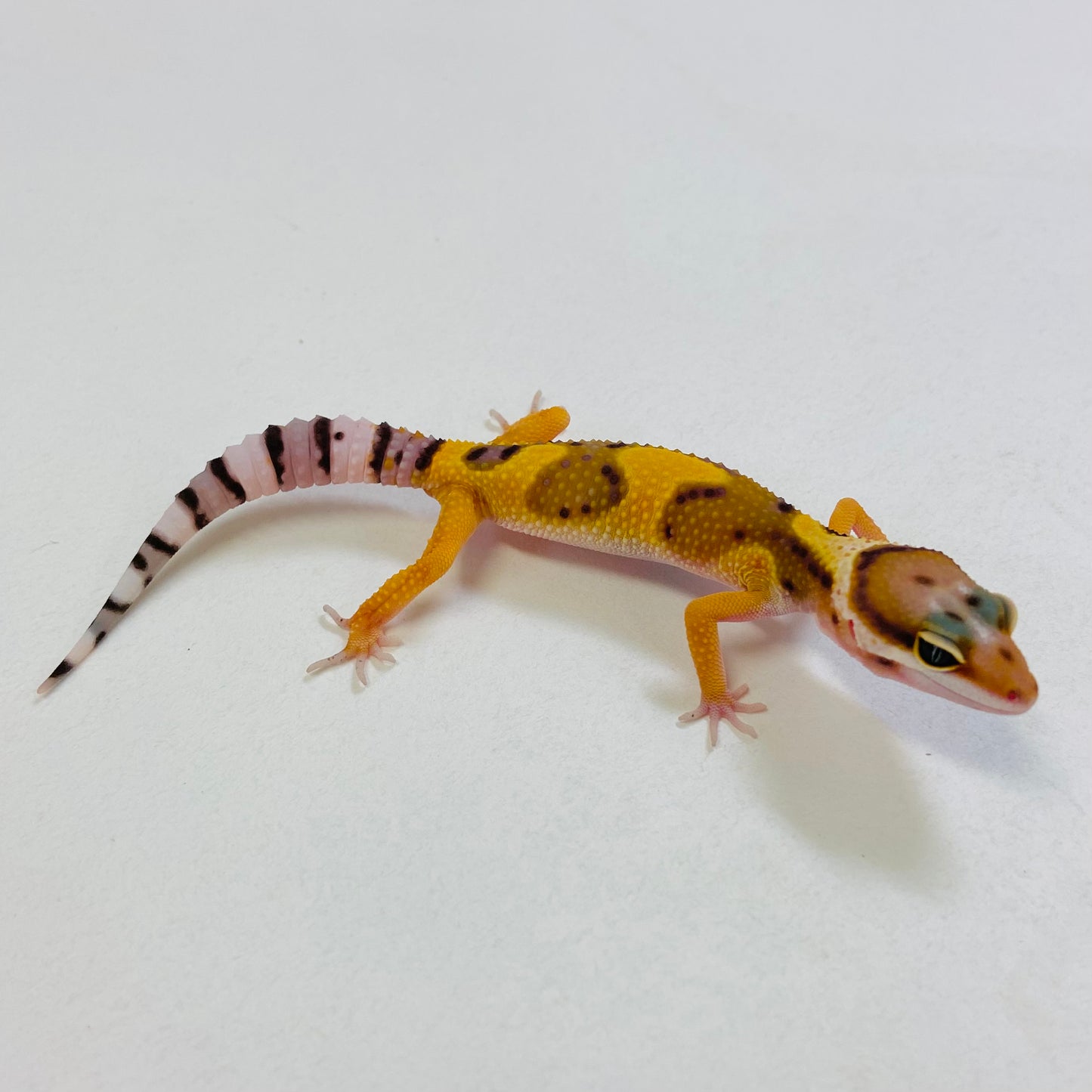 Bandit Citrine Leopard Gecko- Pos Male #B-C9-62823-1
