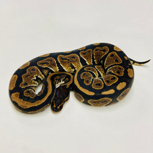 Mahogany Ball Python- Male #2023M04