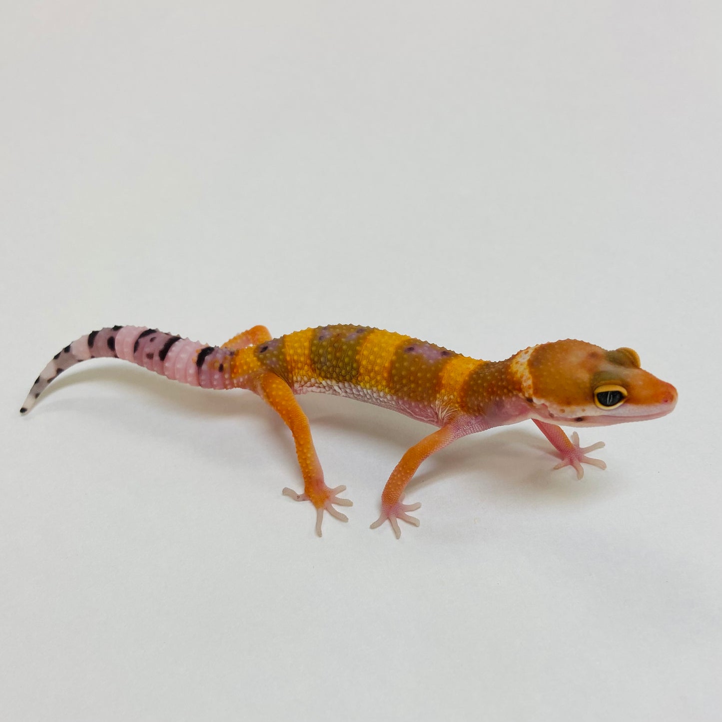 Tangerine Leopard Gecko- Pos Female #D-B2-60923-1