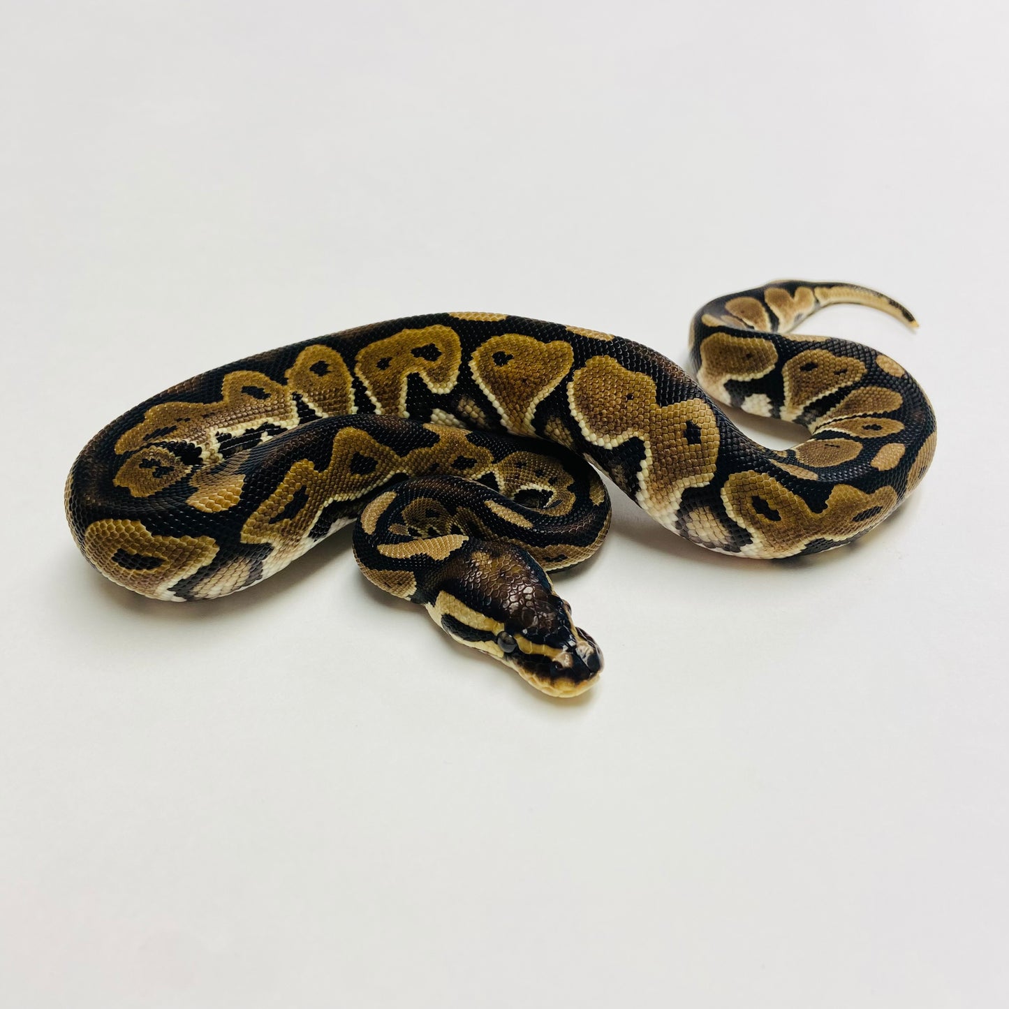 Lori Ball Python- Female #2023F01