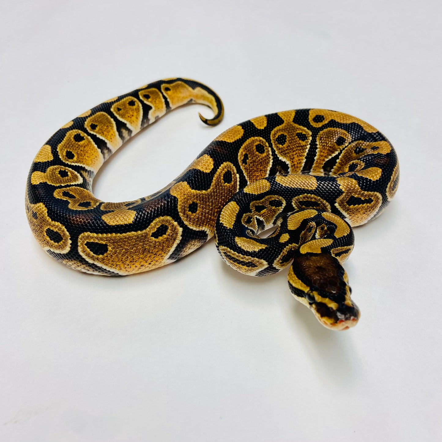 Dbl Het Albino Clown Ball Python- Male #2023M04