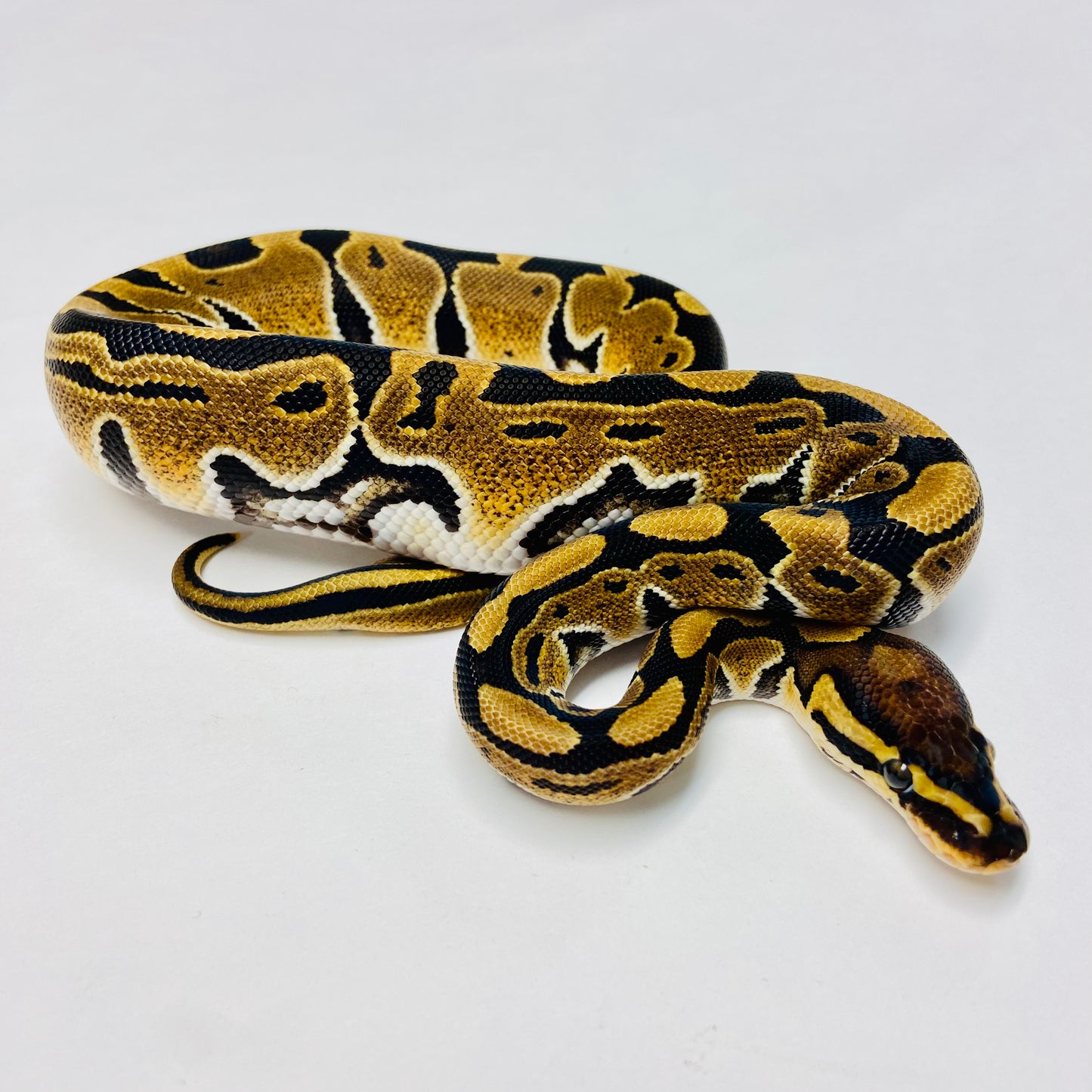 Dbl Het Albino Clown Ball Python- Female #2023F01