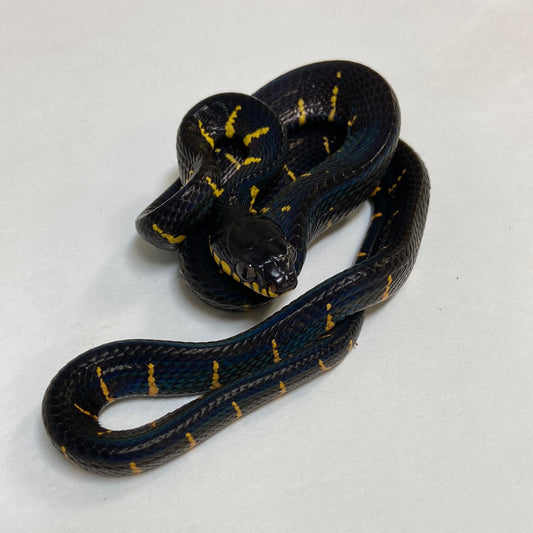 Mangrove Snake- 2023 Female #100123-F07