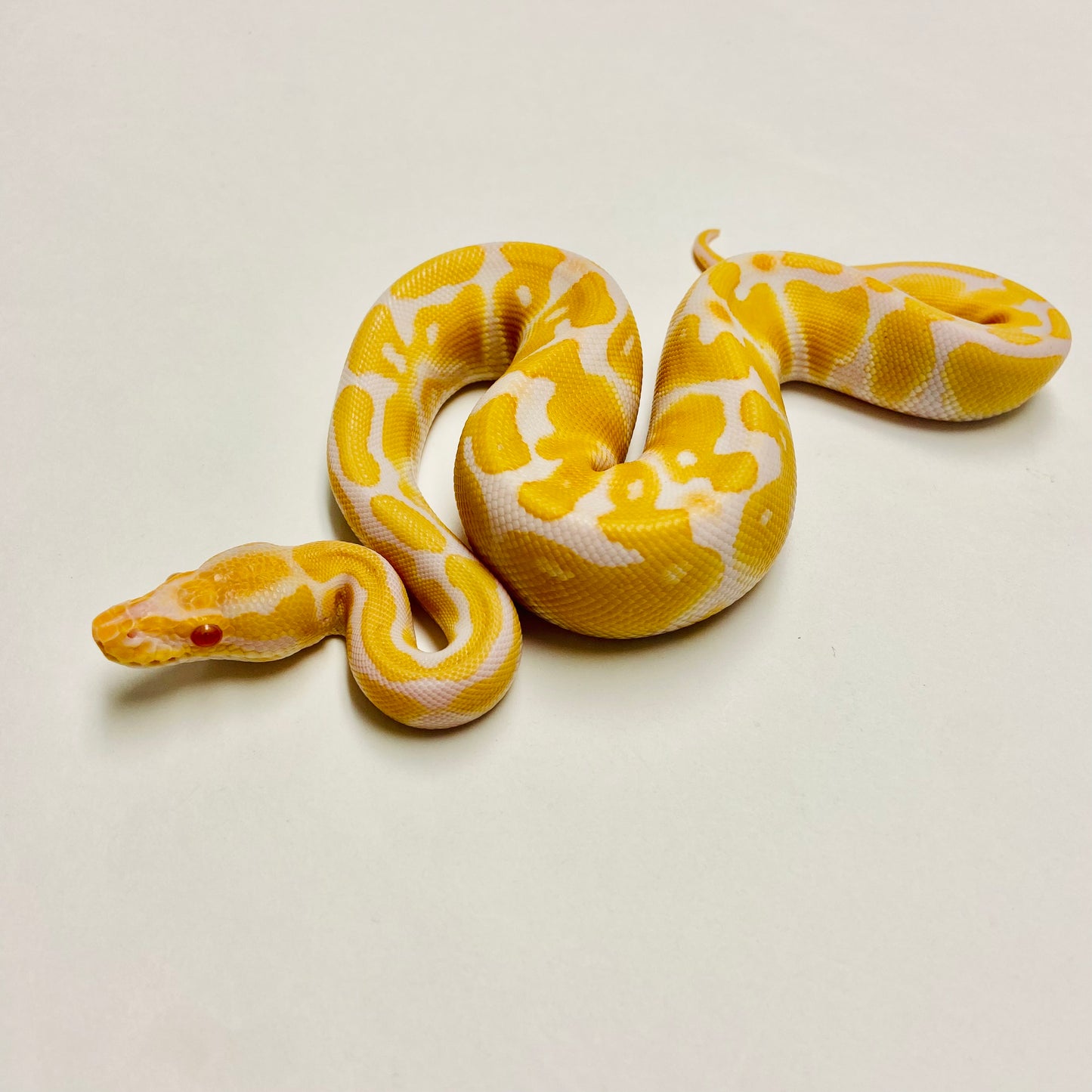 Albino Het Clown Ball Python- Male #2023M02