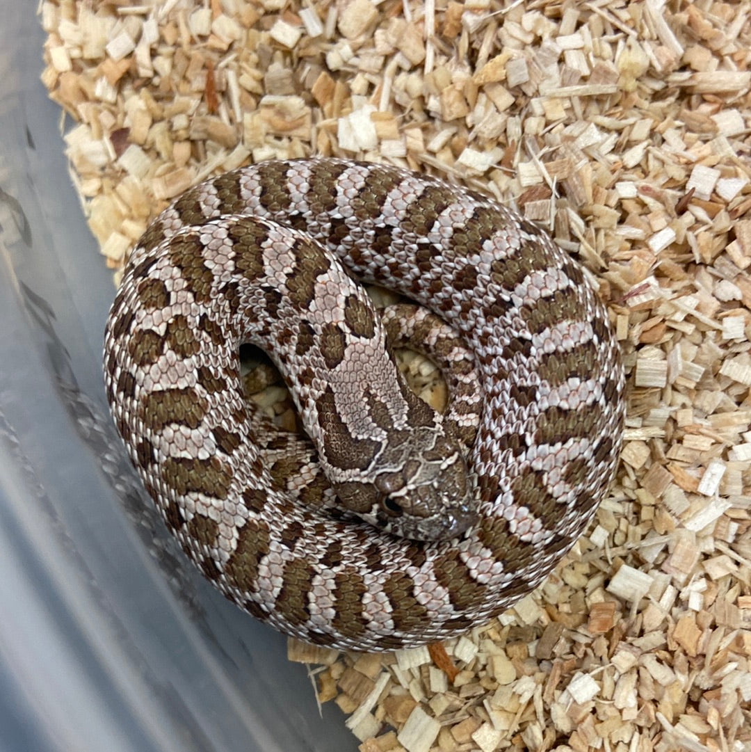 Het Pastel Pink Albino Western Hognose 2023 Male M01