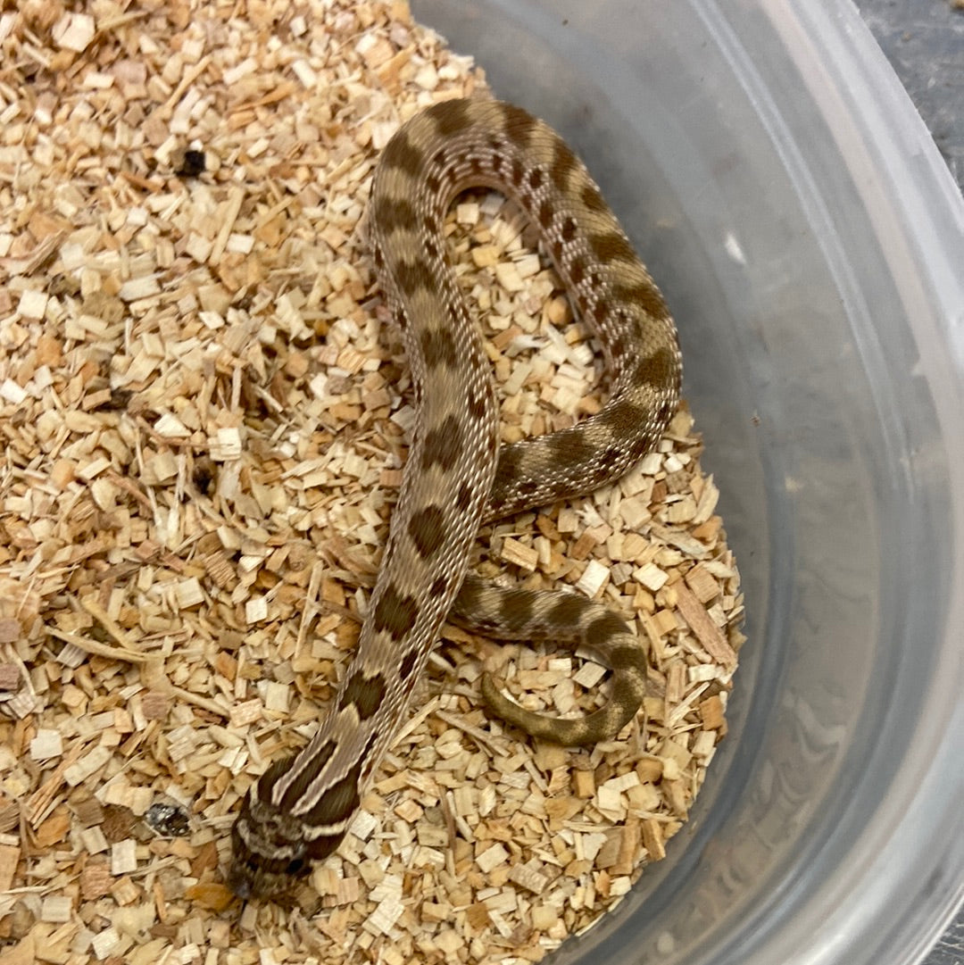 Anaconda Het Albino Pos Het Snow Western Hognose #2023M05