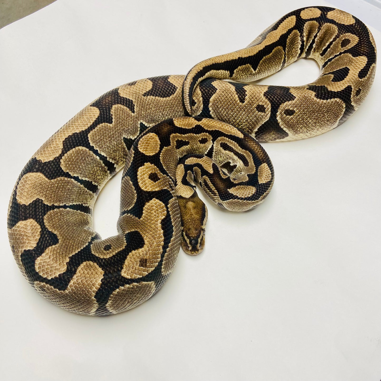 Adult Het Ghost Ball Python- Female