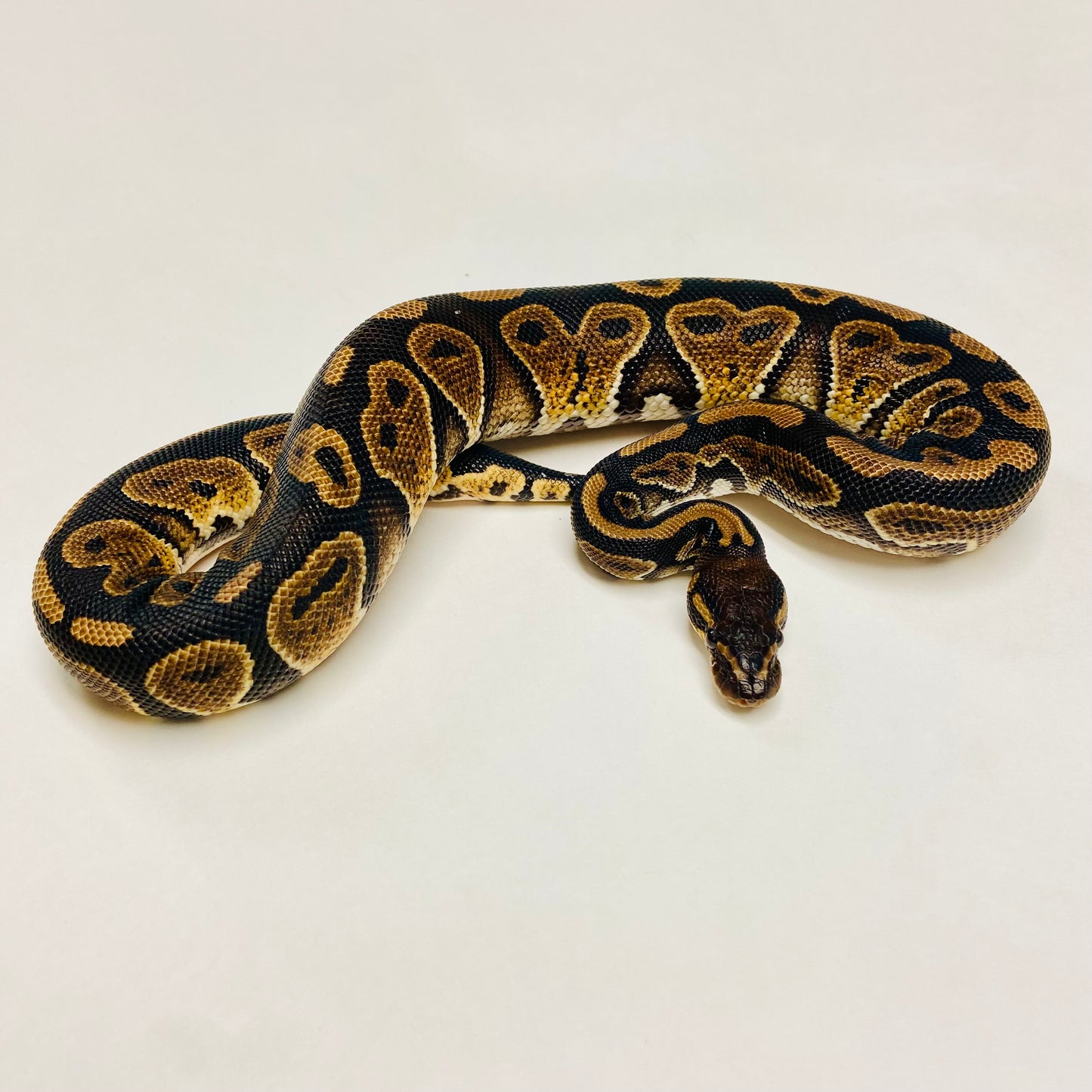 Mahogany Ball Python- Male #2023M01