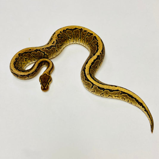 Pinstripe Yellowbelly Ball Python- Male #2023M01
