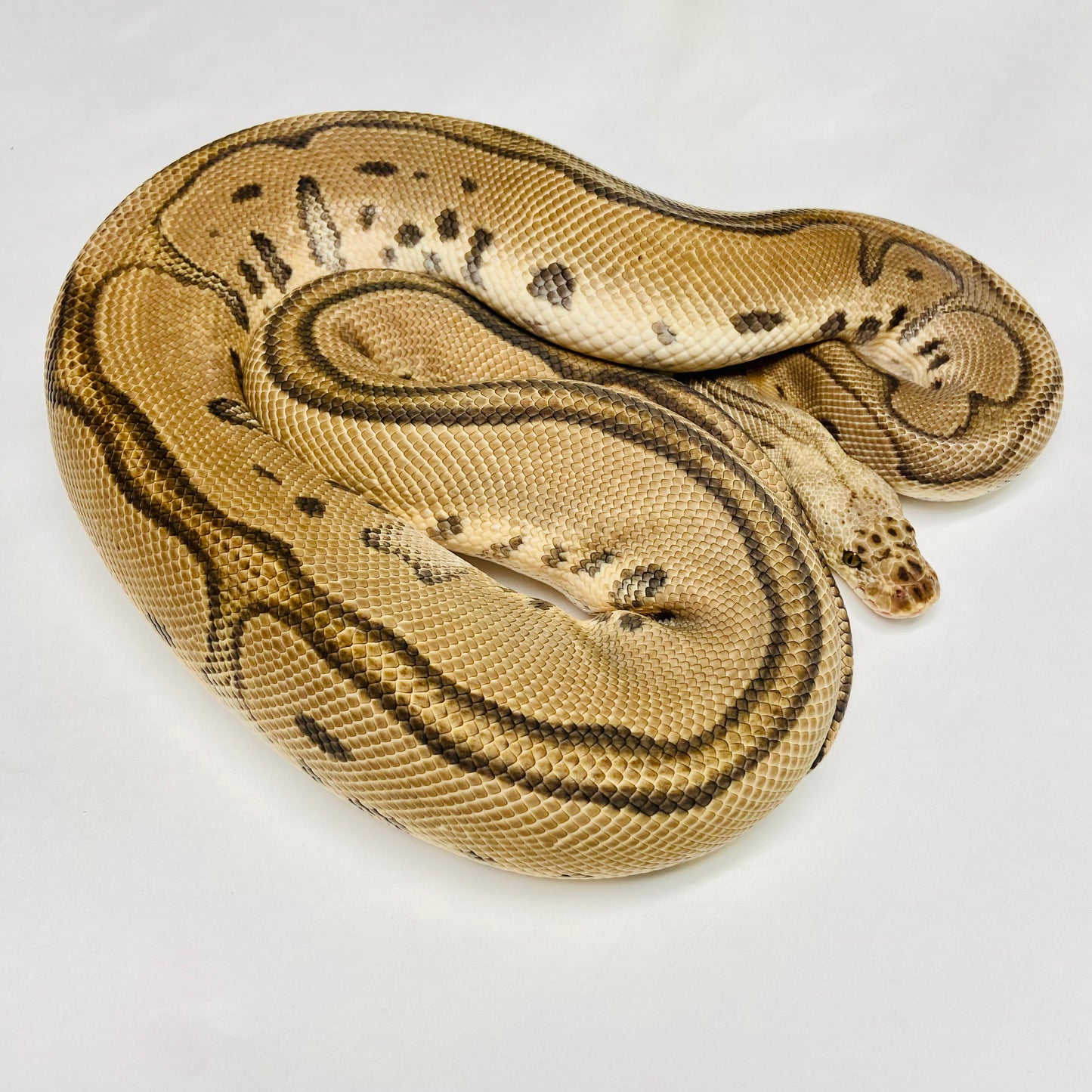 Adult Pastel Leopard Clown Ball Python- Male