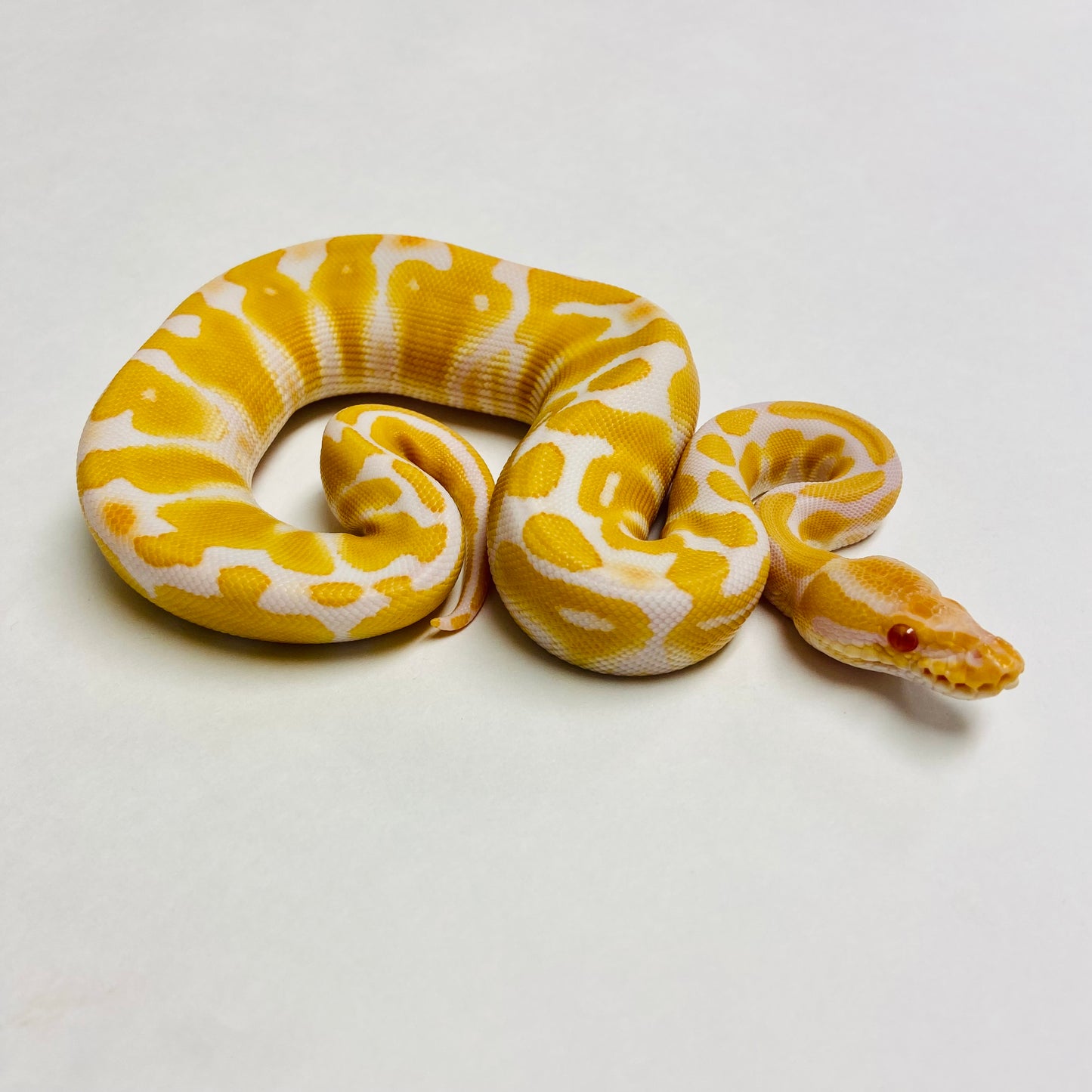 Albino Het Clown Ball Python- Female #2023F01