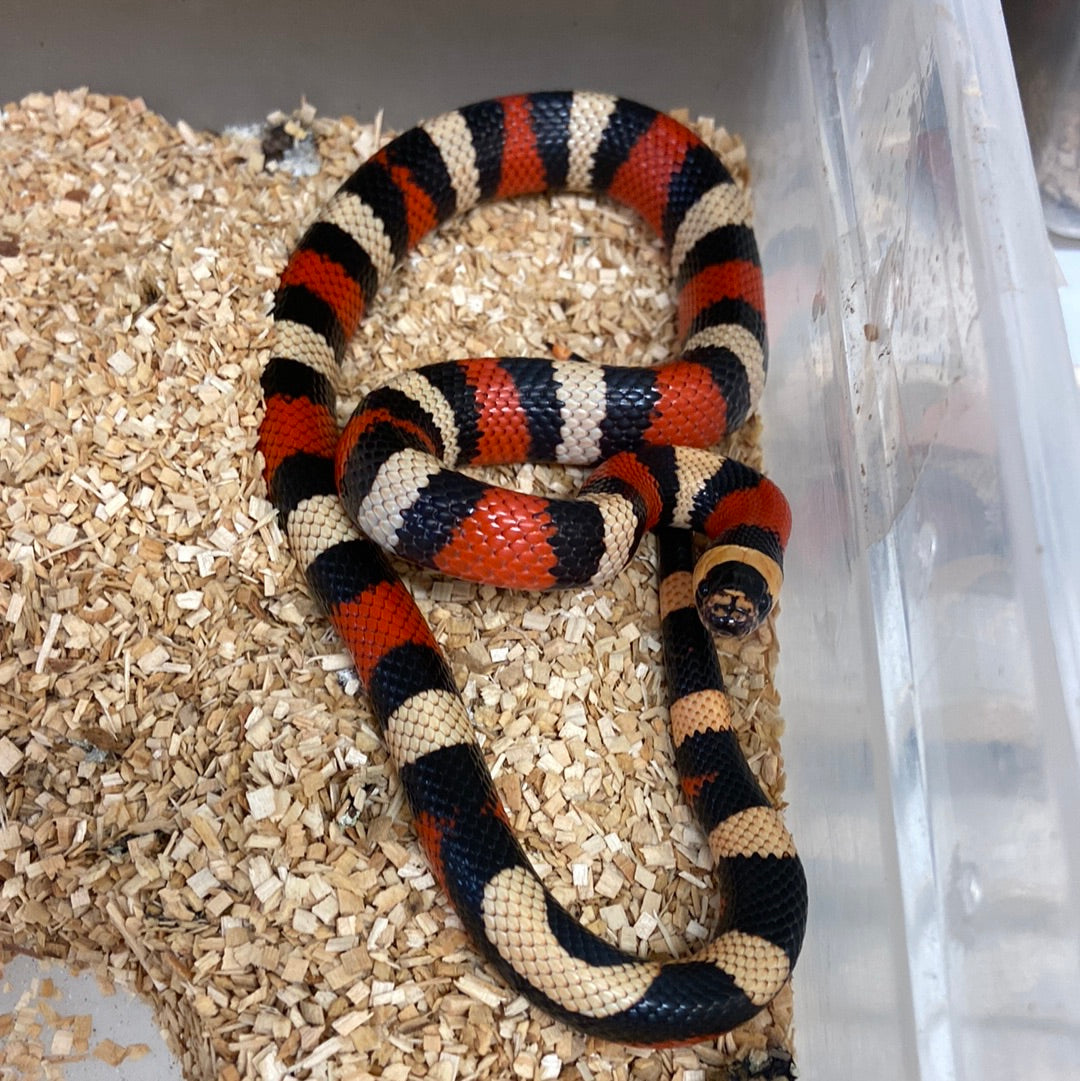 Apricot Pueblan Milksnake-2022 Male M01