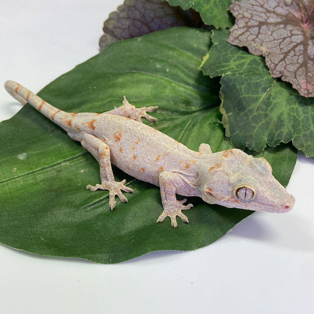 Orange Blotched Reticulated Gargoyle Gecko-Male #LS06