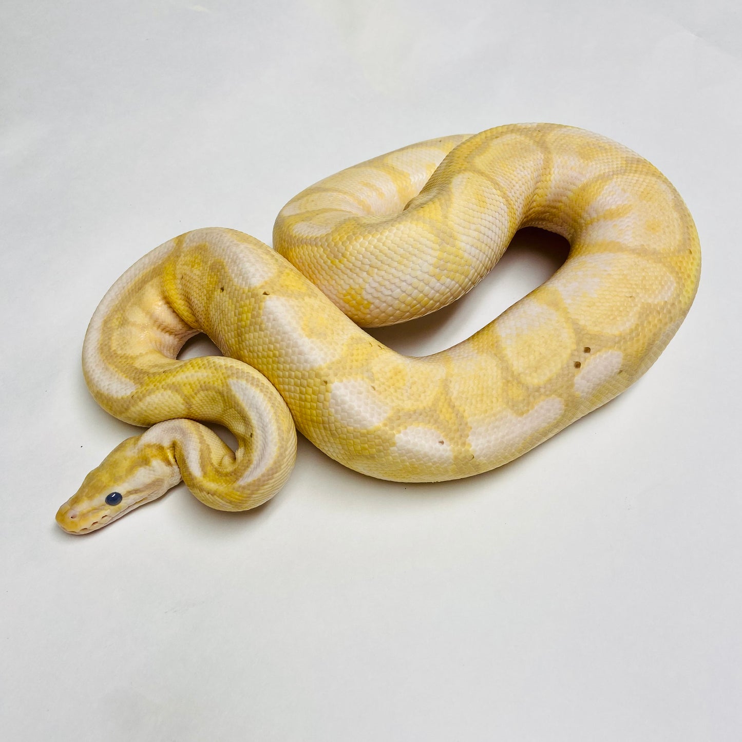 Adult Banana Cinnamon Enchi Woma Ball Python- Male
