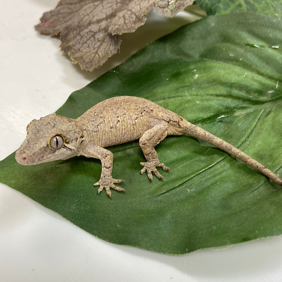 Low Exp. Orange Blotched Reticulated Pos Phantom Eye Gargoyle Gecko- 2023 Unsexed #HBS304