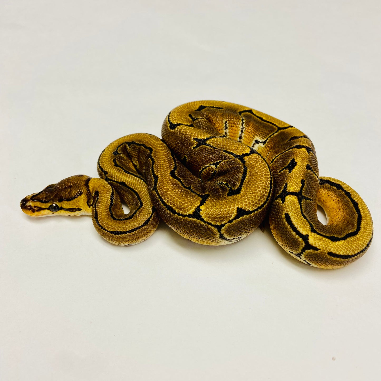 Pinstripe Ball Python- Male #2023M01