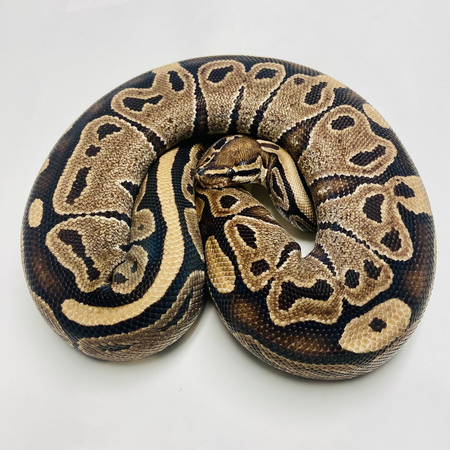 Adult Het Albino Ball Python- Female