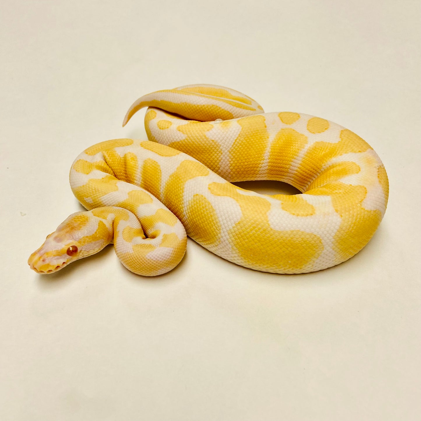 Albino Het Pied Ball Python- Male #2023M04