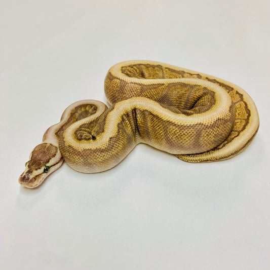 Pinstripe Spider GHI Mojave Ball Python- Female #2023F01