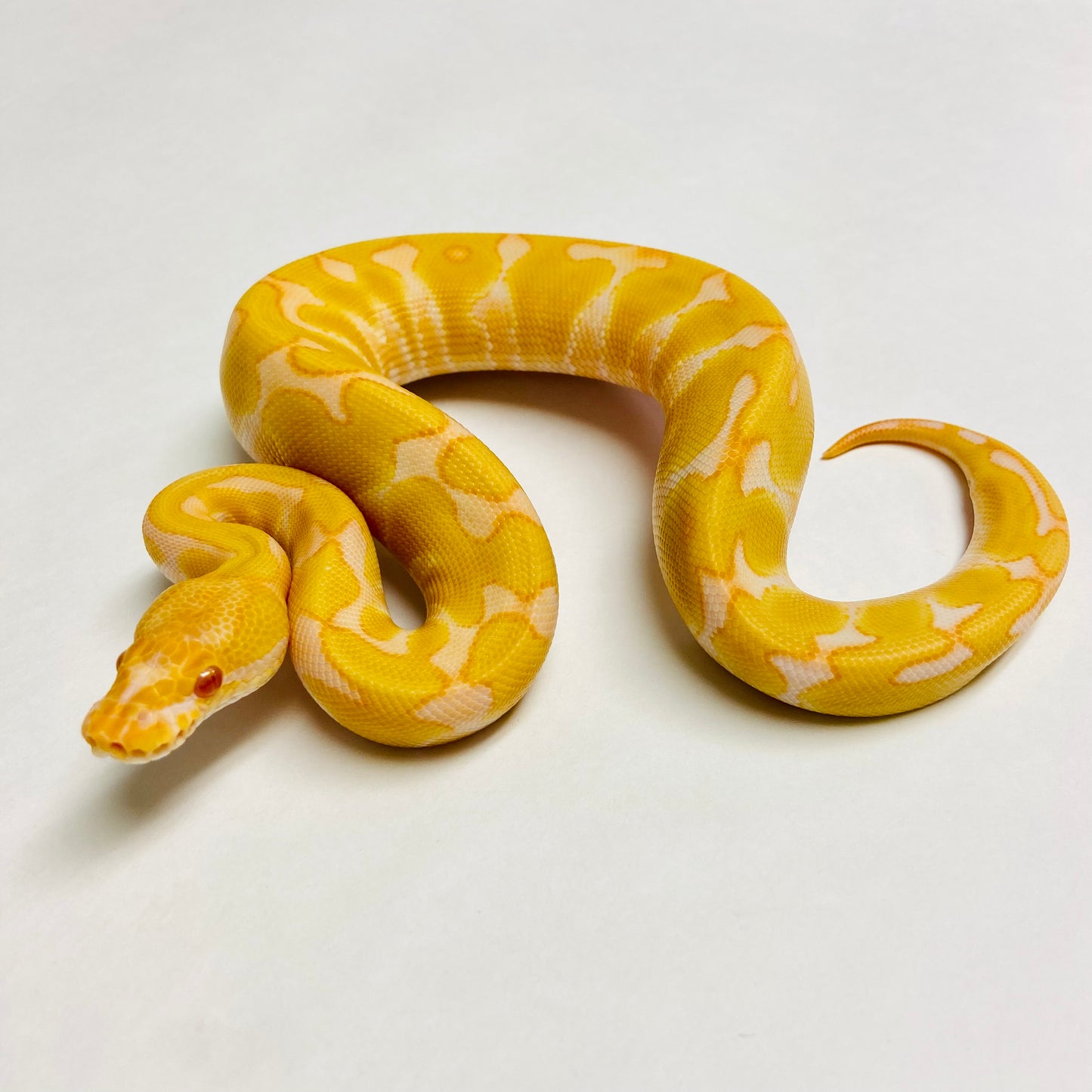 Albino Enchi Het Clown Ball Python- Male #2023M01
