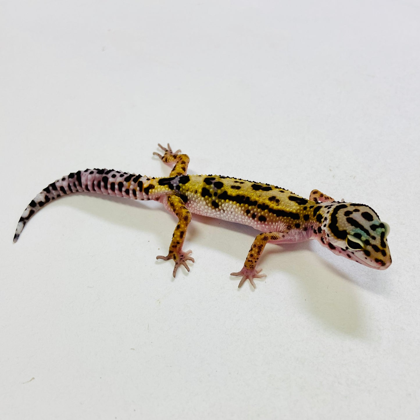Dark Jungle Bandit Mack Snow Pos Het Bell & Eclipse Leopard Gecko Male #B-C3-52423-1