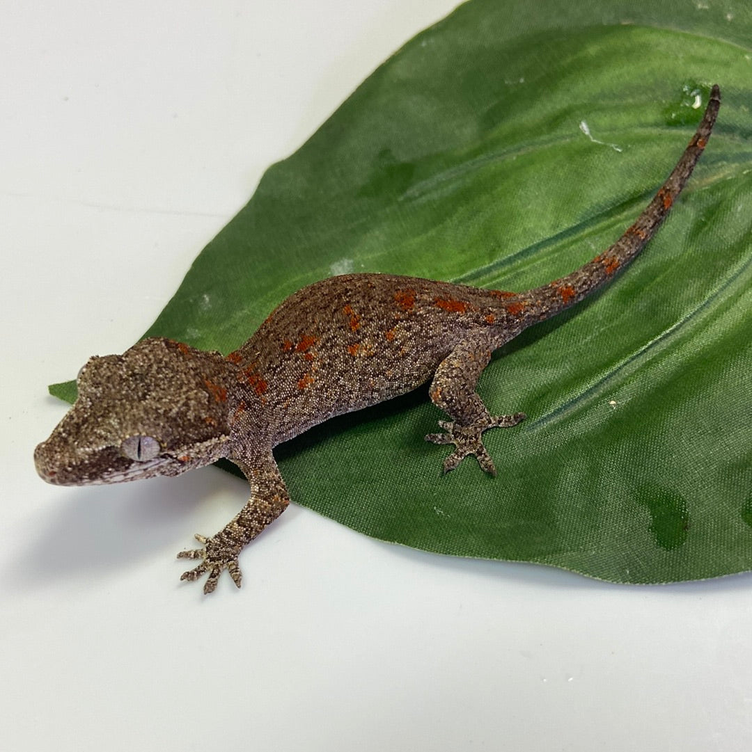 Orange Blotched Reticulated Gargoyle Gecko- Pos Female #AN231