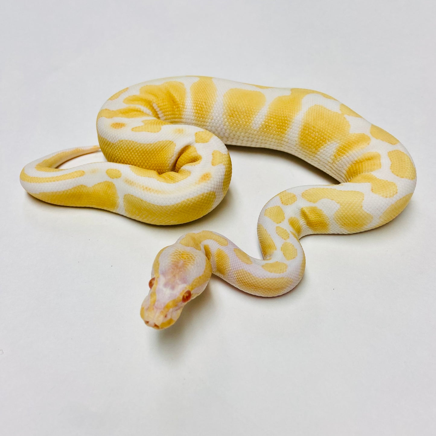 Albino Het Pied Ball Python- Male #2023M03