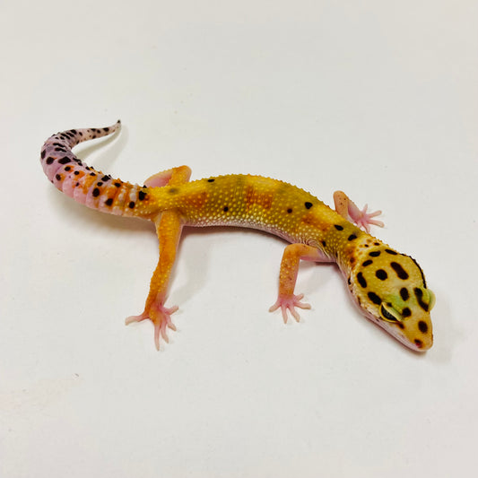 Bandit Citrine Leopard Gecko Female F-C9-72423-1